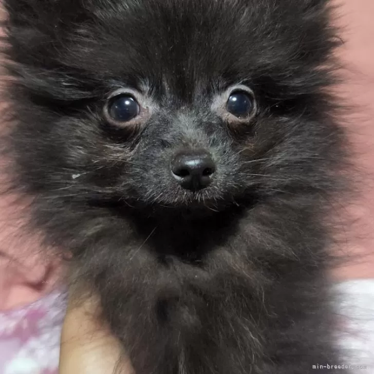 ID：2412-03949の子犬