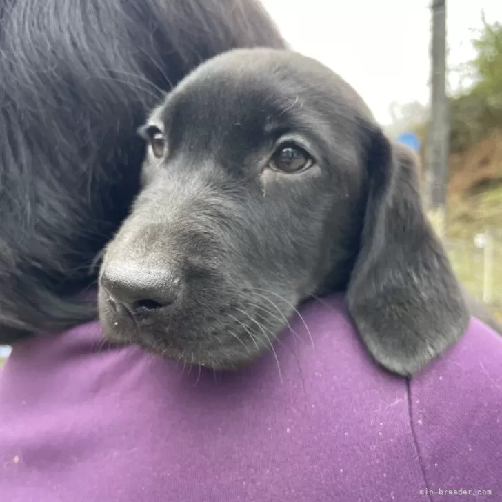 ID：2411-03826の子犬