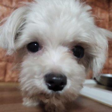 マルチーズ【愛知県・男の子・2024年6月11日・ホワイト】の写真「３/21の体重1450gのおチビくん」