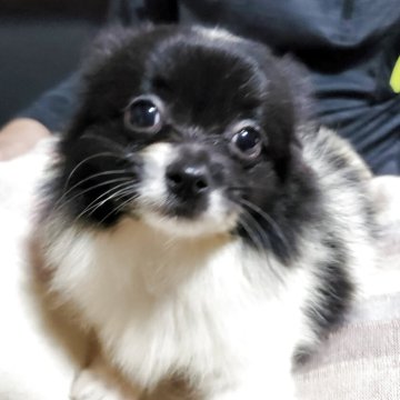 ポメチワ(ポメラニアン×チワワ)【愛知県・男の子・2025年4月28日・ブラック&ホワイト】の写真「可愛い♥️ポメチワくん。総額表示です🎵」