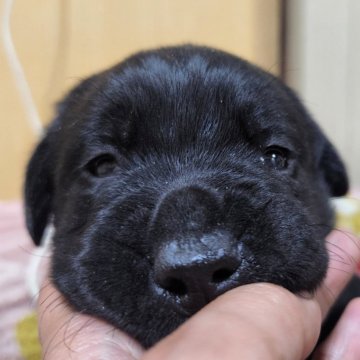 ラブラドールレトリバー【愛知県・男の子・2025年2月19日・ブラック】の写真「ラブはかわいい♥️」