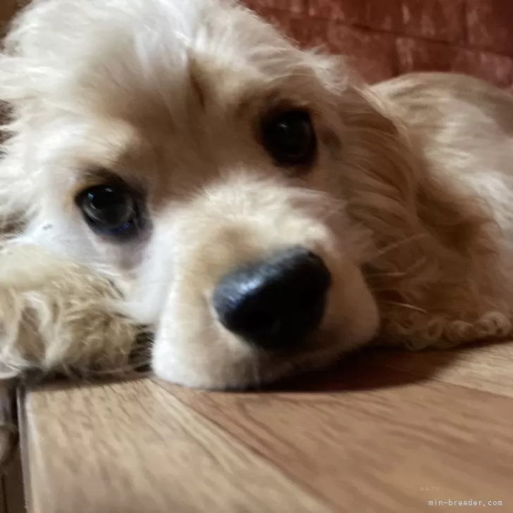 ID:2405-06365の子犬
