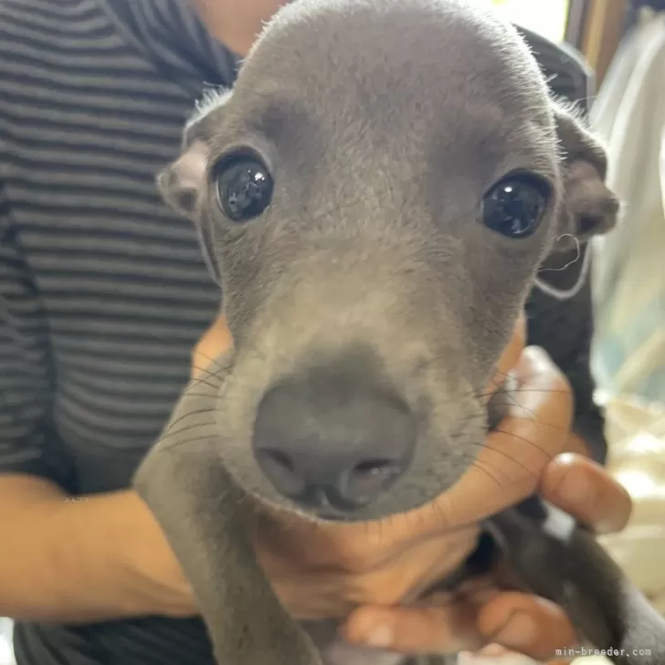 ID:2407-03816の子犬