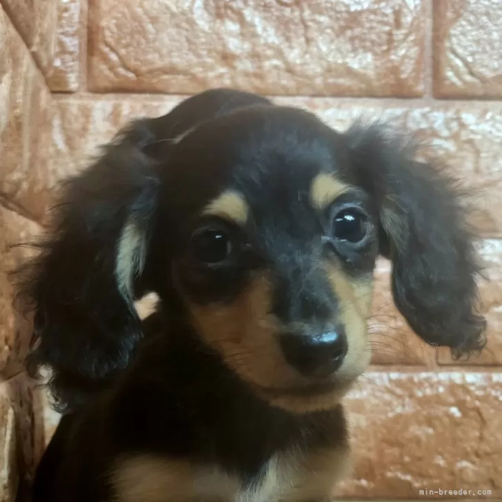 ID：2408-02398の子犬