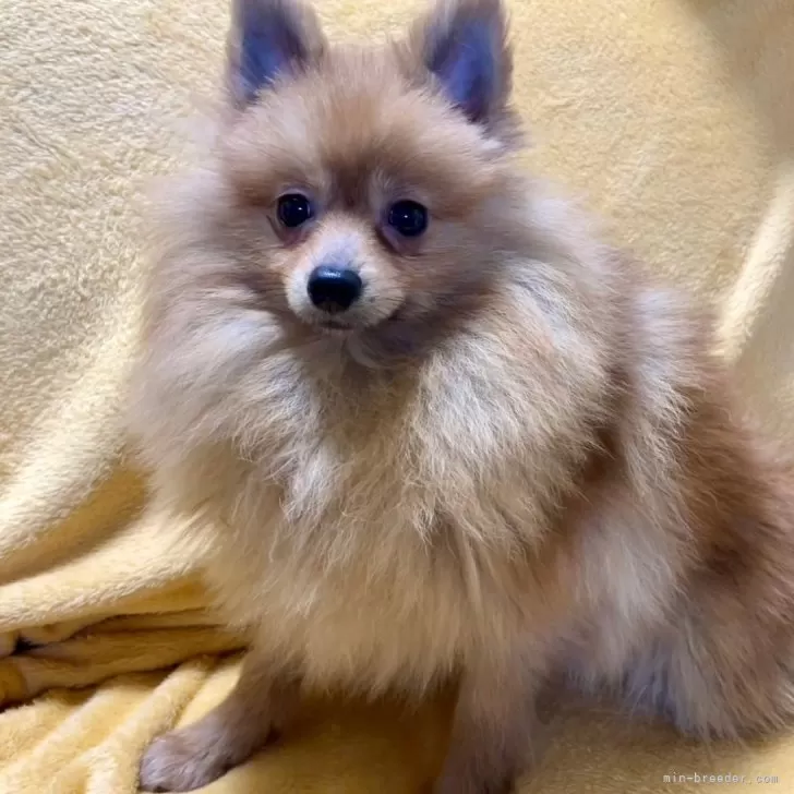 ID:2404-05073の子犬