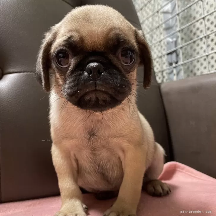 ID:2410-07453の子犬
