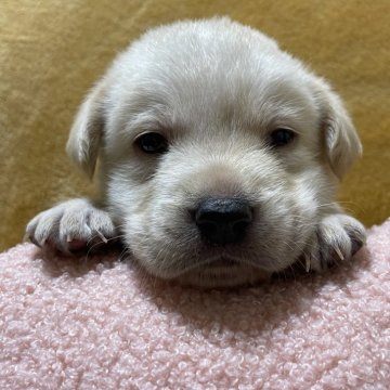 ラブラドールレトリバー【愛知県・女の子・2024年2月24日・イエロー】の写真「父遺伝子クリア！総額表示です。」