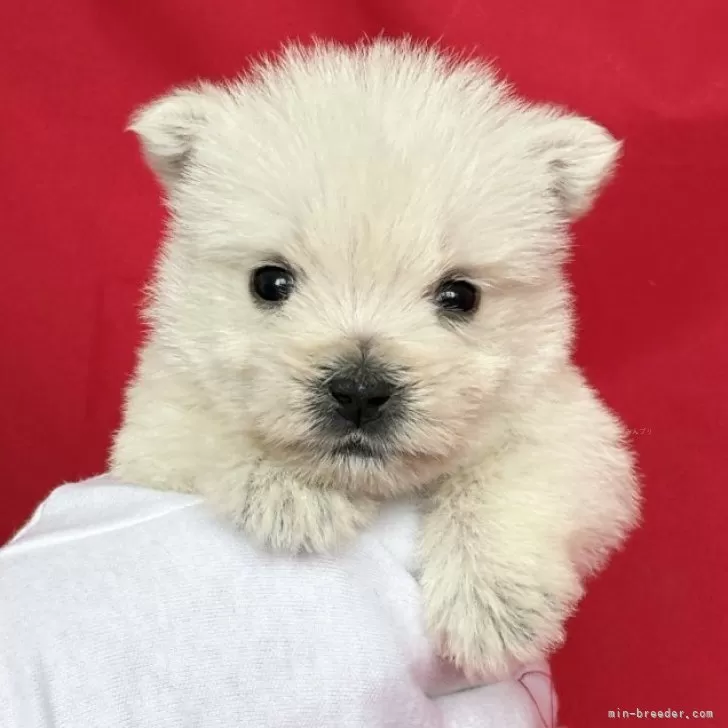 ウエストハイランドホワイトテリア【茨城県・女の子・2026年1月8日・ホワイト】の写真1「【2/16時点、540g】」