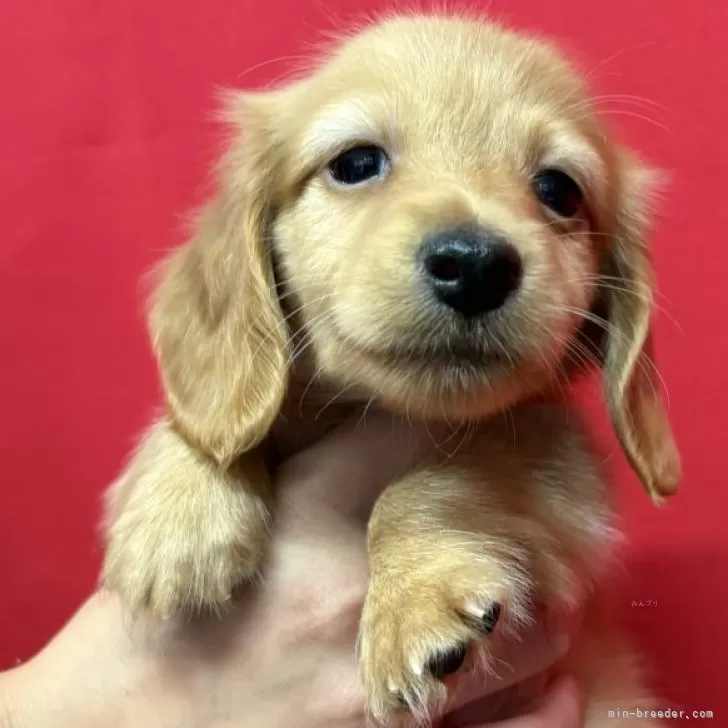 ID：2510-01809の子犬