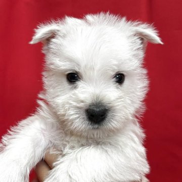 ウエストハイランドホワイトテリア【茨城県・男の子・2025年7月8日・ホワイト】の写真「父はJKCジュニアチャンピオン👑」