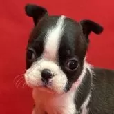 ボストンテリア