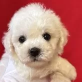 ビションフリーゼ