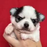 チワワ(ロング)