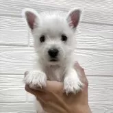 ウエストハイランドホワイトテリア