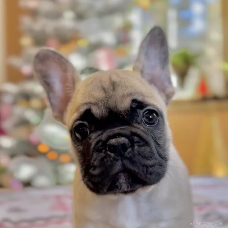 ID:2311-06945の子犬