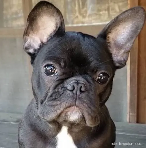 ID：2110-03779の子犬