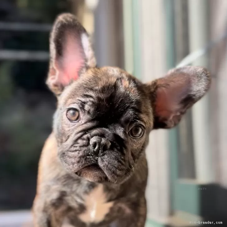 ID：2311-06942の子犬