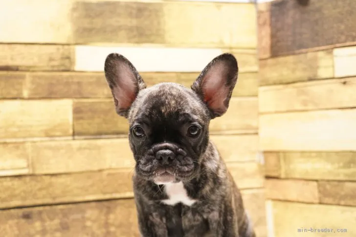 ID:2107-00141の子犬