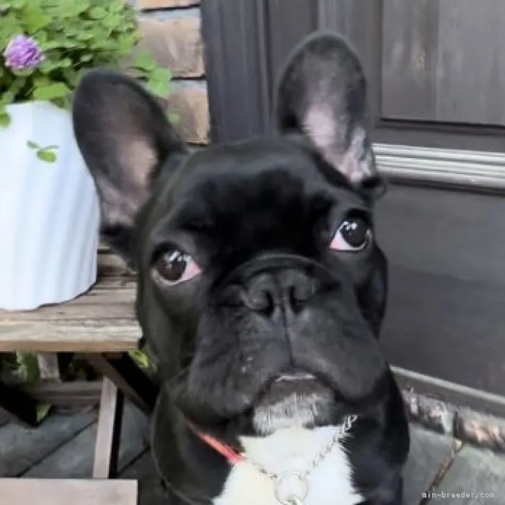 ID:2212-00233の子犬