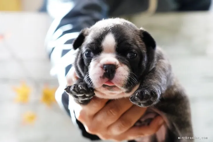 カトウ 様のお迎えした子犬