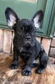 フレンチブルドッグ【栃木県・男の子・2023年5月16日・ブリンドル】の写真3