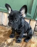 フレンチブルドッグ【栃木県・男の子・2023年5月16日・ブリンドル】の写真5