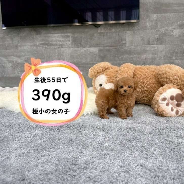 ティーカッププードル【滋賀県・女の子・2025年6月4日・レッド