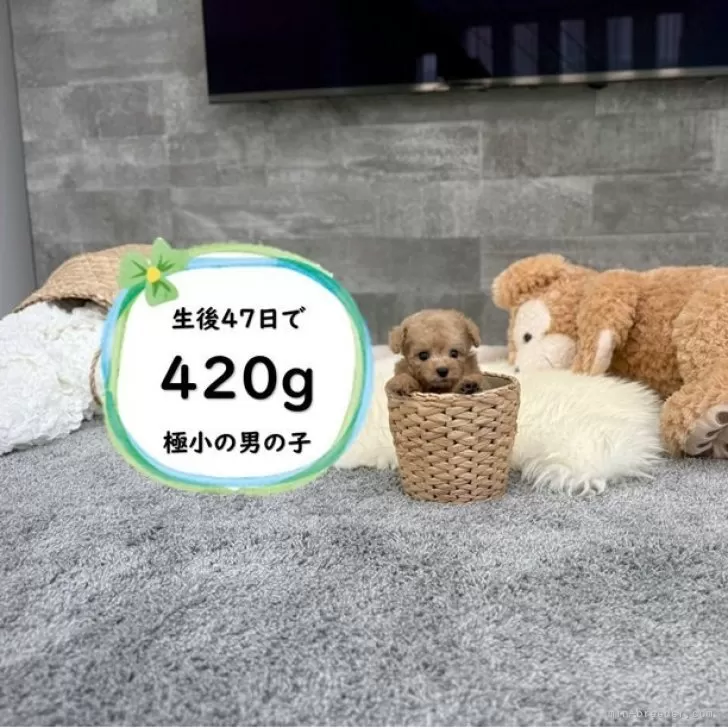 ティーカッププードル【滋賀県・男の子・2025年7月10日・オレンジフォーン】の写真1「生後47日で420の足の短い可愛い子♡」