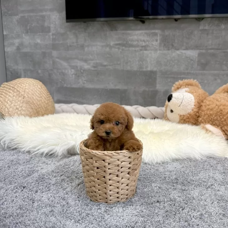 ID:2411-06466の子犬