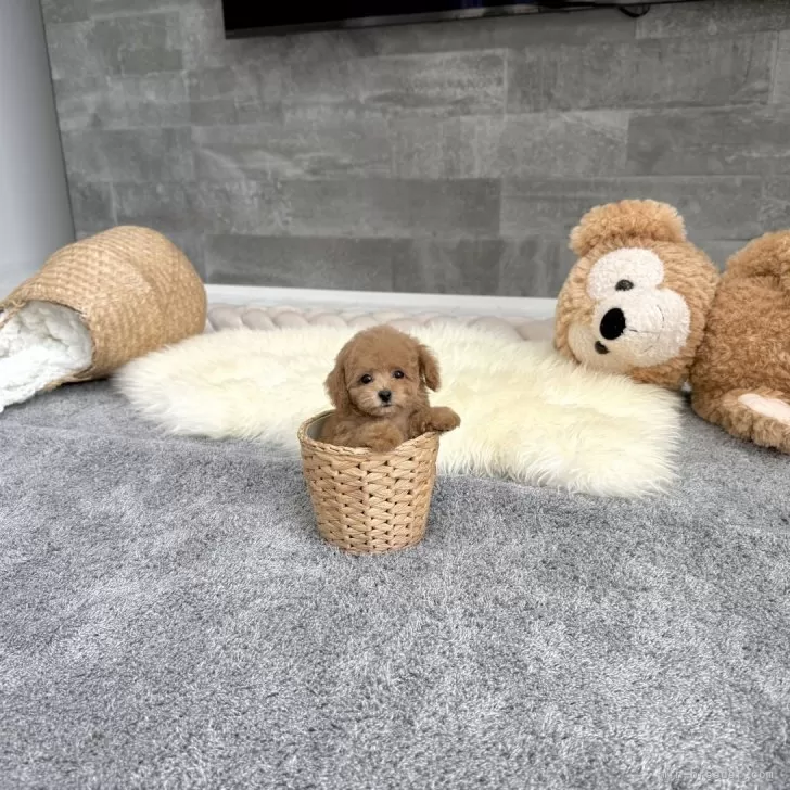 ID：2508-01387の子犬