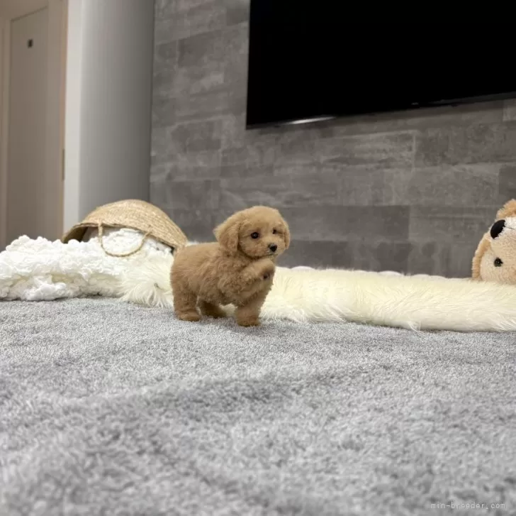 ID:2507-00891の子犬