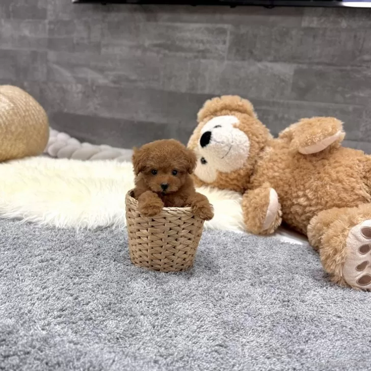 ID：2511-01536の子犬