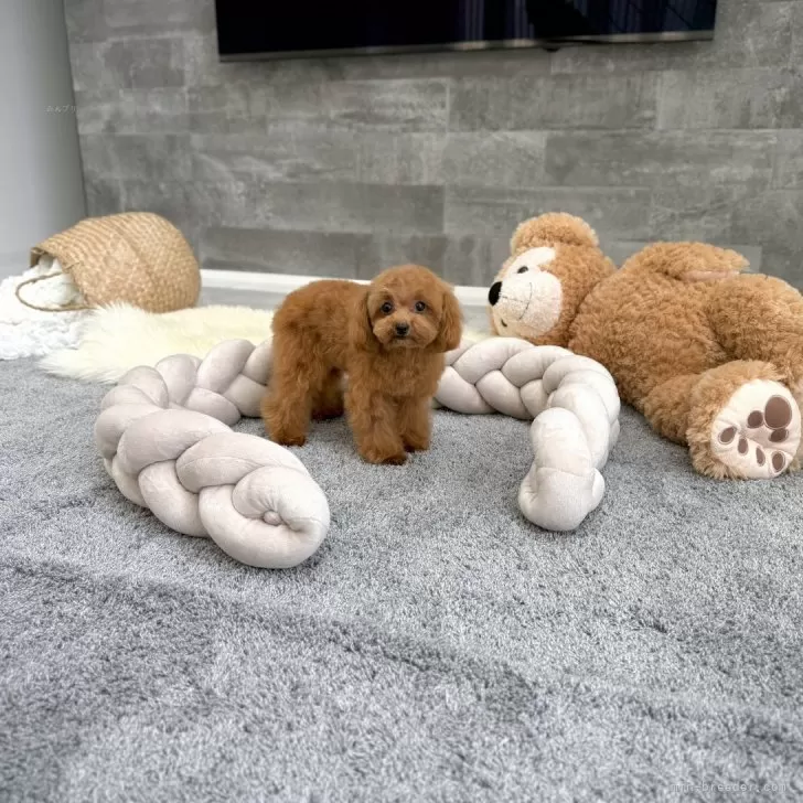 ID:2509-02651の子犬
