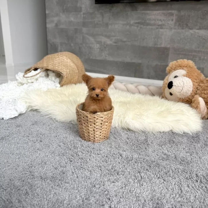 ID：2509-05152の子犬