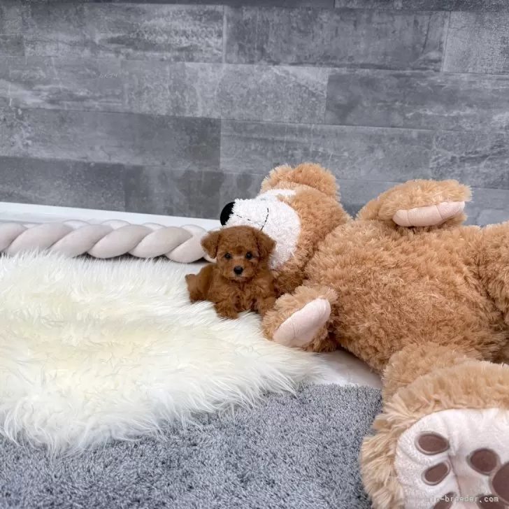 ID：2508-05493の子犬