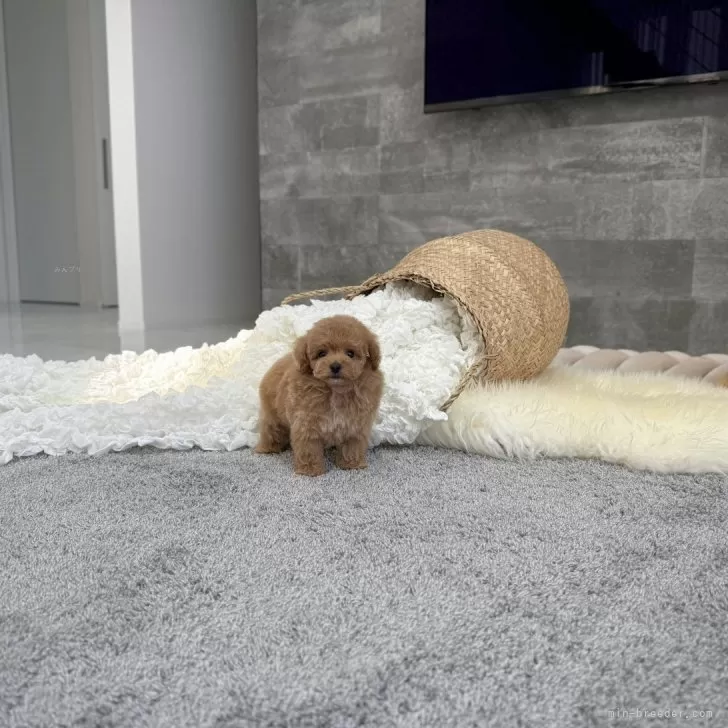 ID:2508-05492の子犬