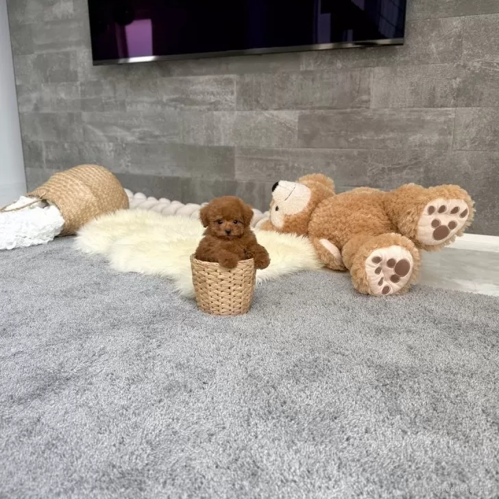 ID:2507-02361の子犬