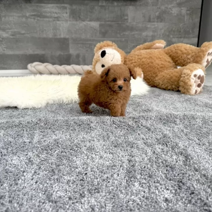ID:2411-02460の子犬