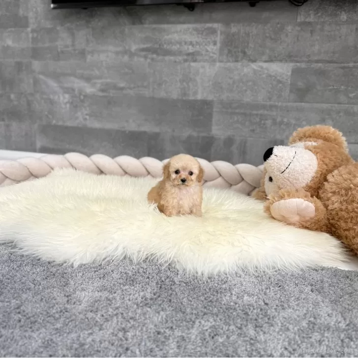 ID:2502-06307の子犬