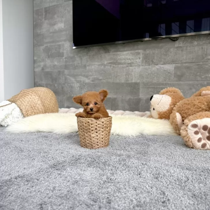 ID：2508-03260の子犬