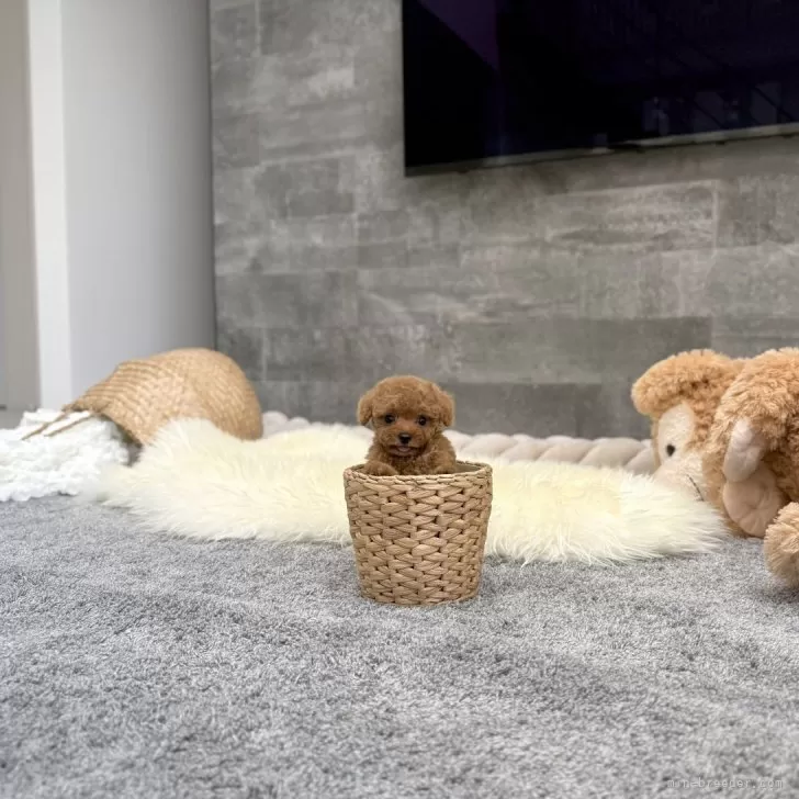 ID：2508-01058の子犬