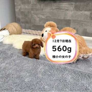 ティーカッププードル【滋賀県・女の子・2025年9月28日・レッド・フォーン】の写真「ドアーフの極小の可愛い女の子です♡」