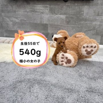 ティーカッププードル【滋賀県・女の子・2025年6月19日・レッドフォーン】の写真「小さい両親から生まれたい極小の子熊の様な女の子♡」