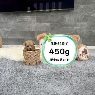 トイプードル(ティーカップ)【滋賀県・男の子・2025年7月10日・オレンジフォーン】の写真「足が短く人気のドアーフタイプ！極小で可愛いです♡」