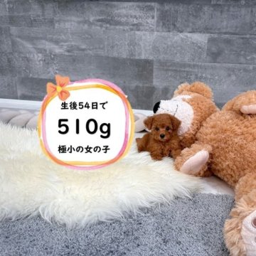 ティーカッププードル【滋賀県・女の子・2025年7月5日・レッドフォーン】の写真「小さい両親から生まれた極小の女の子♡」