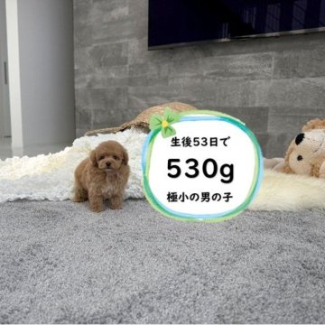 ティーカッププードル【滋賀県・男の子・2025年7月3日・オレンジフォーン】の写真「足が短く人気のドアーフタイプ！極小で可愛いです♡」