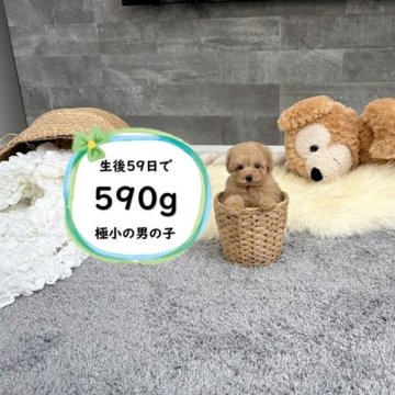 ティーカッププードル【滋賀県・男の子・2025年8月16日・オレンジ・フォーン】の写真「人気のドアーフタイプ！小ぶりで可愛い子です♡」