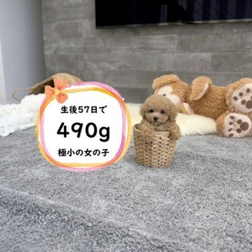 ティーカッププードル【滋賀県・女の子・2025年9月30日・オレンジ・フォーン】の写真「ドアーフの極小の可愛い女の子です♡」