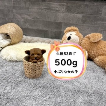 トイプードル(タイニー)【滋賀県・女の子・2025年9月14日・レッド・フォーン】の写真「足が短く人気のドアーフタイプ！極小で可愛いです♡」