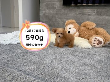 ティーカッププードル【滋賀県・女の子・2025年9月28日・レッド・フォーン】の写真「ドアーフの極小の可愛い女の子です♡」